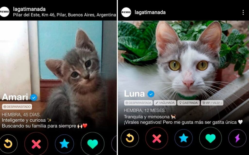 tinder-gatos-rescatistas-gatimanada-amor