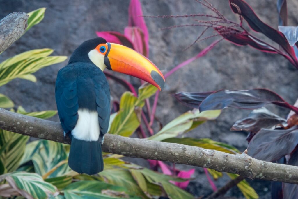 TUCAN