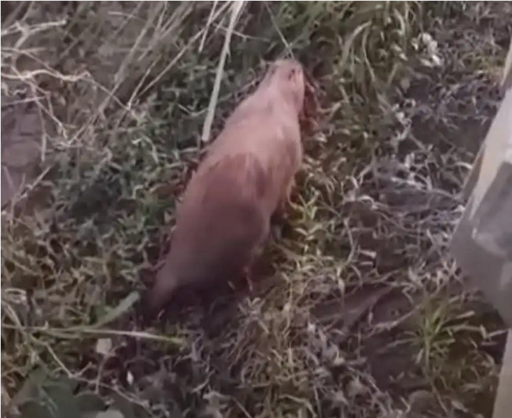 Screenshot-2023-08-29-at-09-23-44-Filmaron-a-un-carpincho-en-las-Cataratas-del-Iguazu-Canal-Doce-Misiones