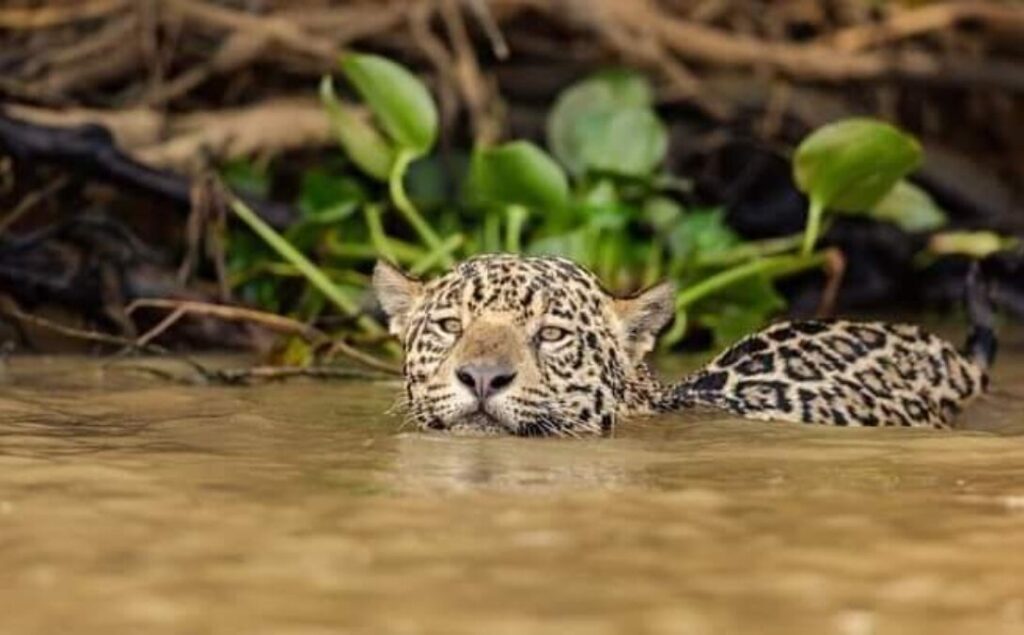 biodiversidad-1089x675-1-2