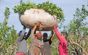 yerba-tareferos-en-ET-50os8jf6uvr0-594x375