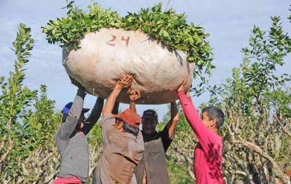 yerba-tareferos-en-ET-50os8jf6uvr0-594x375