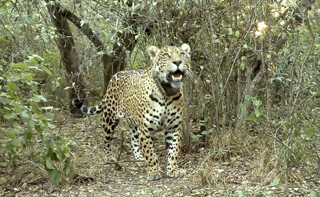 WhatsApp Image 2025-11-11 at 5.24.08 PM