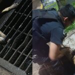 Posadas: rescatan a un perro que quedó atrapado en una boca de tormenta