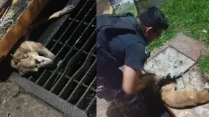 perrito